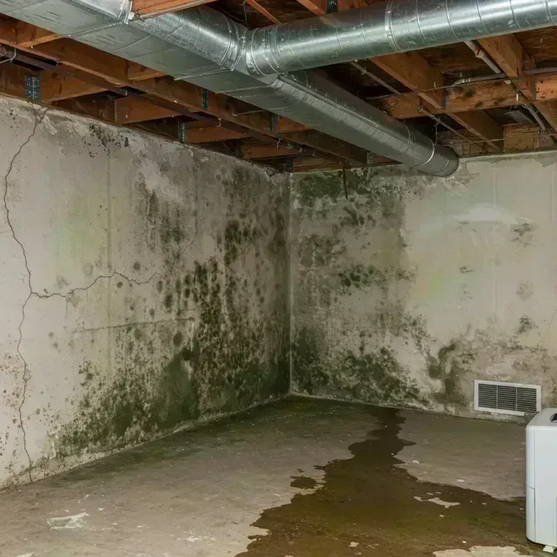 Professional Mold Removal in Edgerton, KS